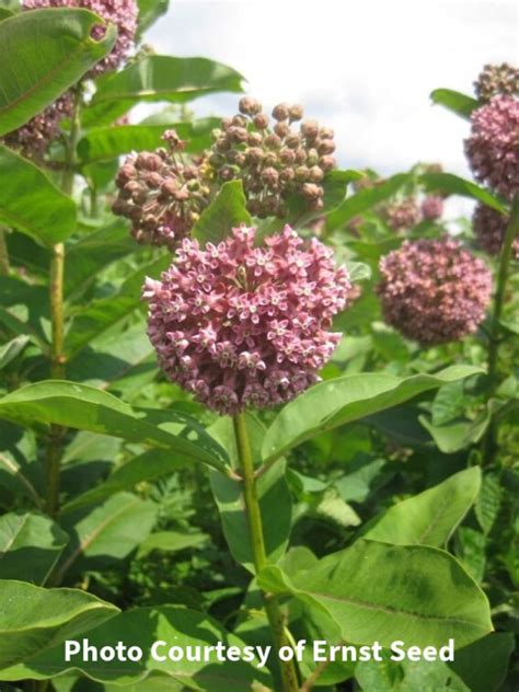 Common Milkweed Seeds - Middlesex Conservation District