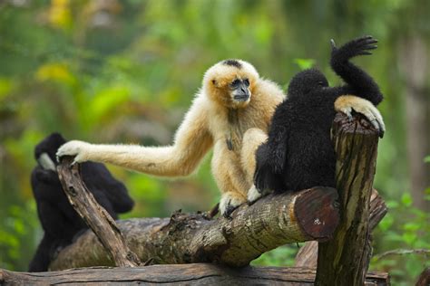 Hoollongapar Gibbon Sanctuary, where you can spot India’s only ape ...