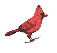 Cardinal Bird Background Free Stock Photo - Public Domain Pictures