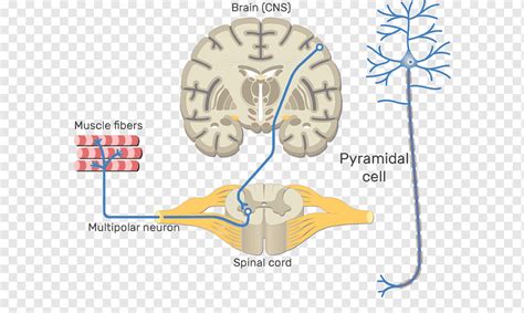 Somatic nervous system Central nervous system Motor neuron Neural ...