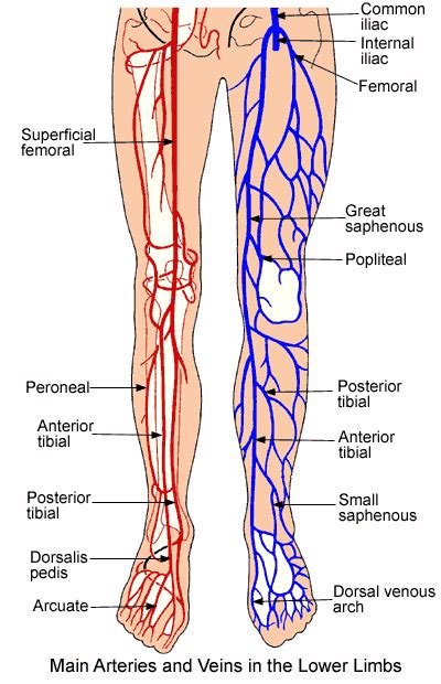 Lower Extremity Anatomy: Parts and Functions | Leg vein anatomy ...