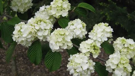 Viburnum plicatum f. plicatum ‘Popcorn’ - Nursery Management