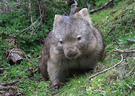 25 best Baby wombat images on Pinterest | Baby wombat, Animal babies ...