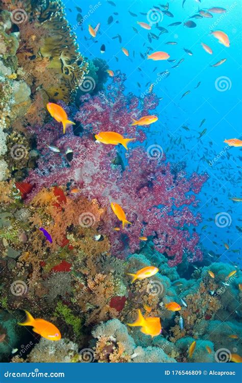 Coral Reef, Red Sea stock image. Image of ecology, coral - 176546809