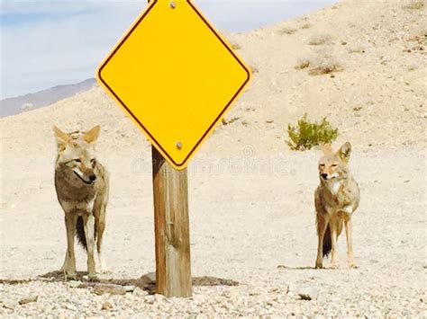 Coyotes of Death Valley stock photo. Image of valley - 81219814