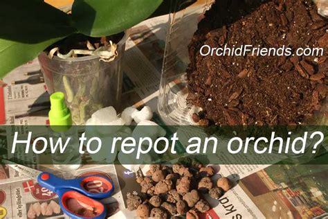 How to Repot an Orchid - [Complete] Beginner Step-By-Step Guide