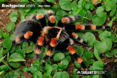 Brachypelma smithi (Mexican Red Knee)