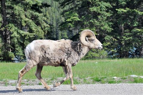 15 Must-See Animals in Banff National Park and Where to See Them!