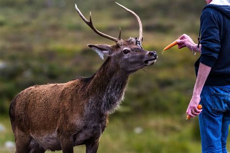 Feeding Deer - The British Deer Society