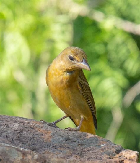 Female Summer Tanager : Summer Tanager Piranga Rubra Female Adult Fori261713, May 15, 2019 · the ...