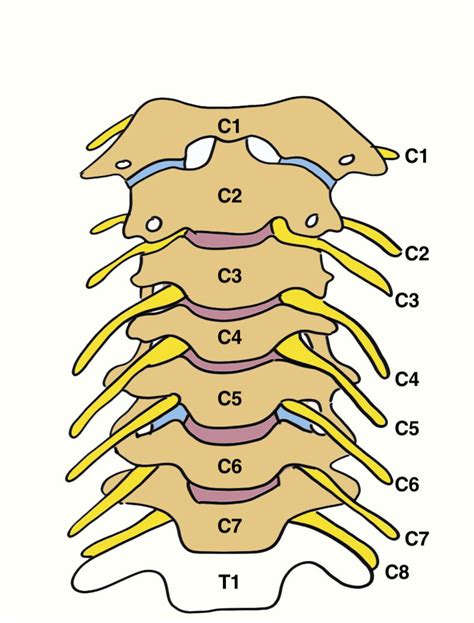 Cervical Radiculopathy | The Bone School