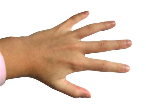 File:Hand - Fingers.jpg