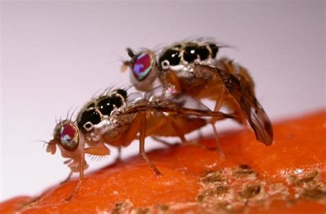 Mutant Fruit Flies to the Rescue - Modern Farmer