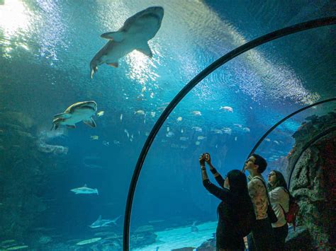 Shark Reef Aquarium at Mandalay Bay - Tourist Pass