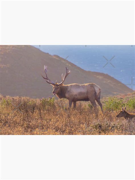 "Male Tule Elk, Antlers, Eating Flowers, California" Sticker for Sale by SafariByMarisa | Redbubble