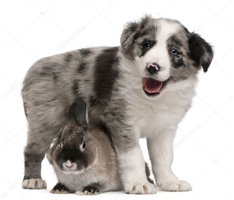 Blue Merle Border Collie puppy, 6 weeks old, and a rabbit in front of ...