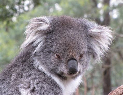 Sad Koala | She just has a bit of a melancholy look to her. | By ...