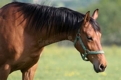 Elk wapiti bull antlers stock photo. Image of bugling - 1392984