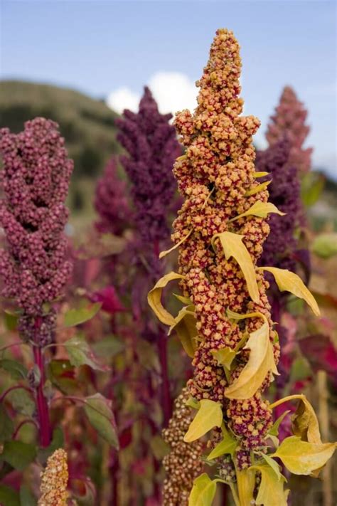 Types of Quinoa Plants - Food Gardening Network