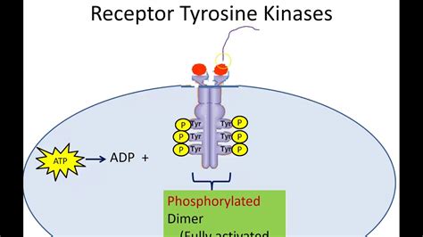 Receptor Tyrosine Kinase Pathway