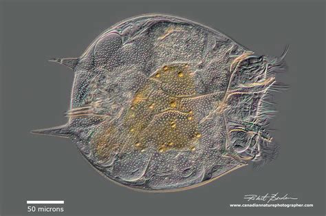 Photographing Rotifers - The Canadian Nature Photographer