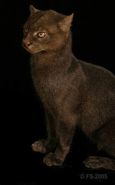 Biodiversity-Jaguarundi