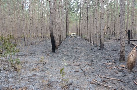 Arson Investigations | Georgia Forestry Commission