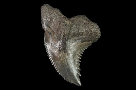 1.12" Snaggletooth Shark (Hemipristis) Tooth (#143897) For Sale - FossilEra.com