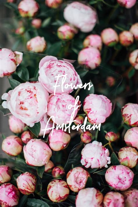 Flowers of Amsterdam (and lots of greenery, too!) | By Gabriella