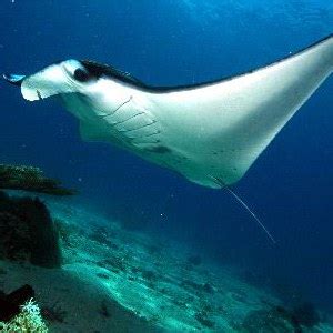 Manta Ray Habitat - Animal Facts and Information