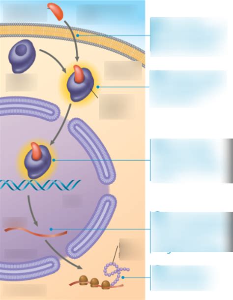 Chapter 11 - Steroid hormone interacting with an intracellular receptor ...