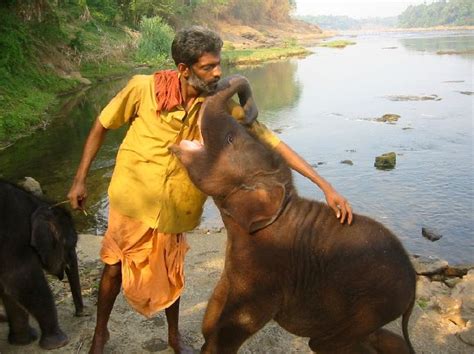 Ready for an elephant ride in Kerala. photo Kochi India | Kerala tourism, Tourist places, Cochin ...