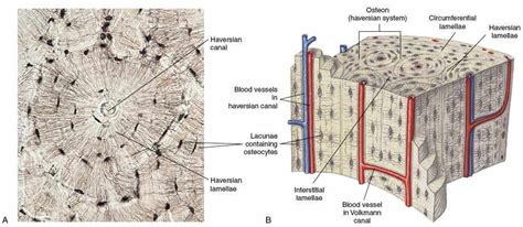 bone lacuna