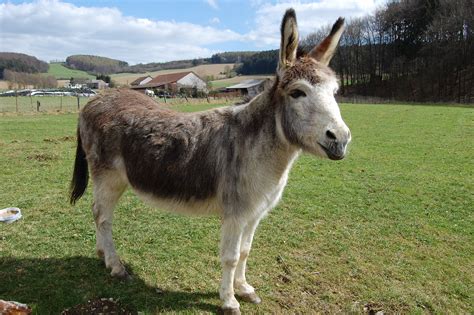 File:Donkey (Equus asinus). Apr 8 2012, Germany.jpg - Wikimedia Commons