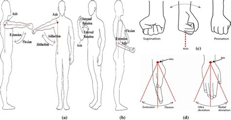 Flexion And Extension