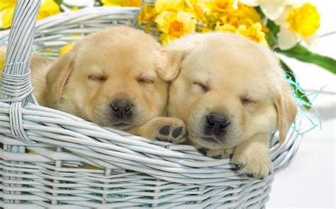 2 Sweet Puppies Sleeping HD desktop wallpaper : Widescreen : High ...