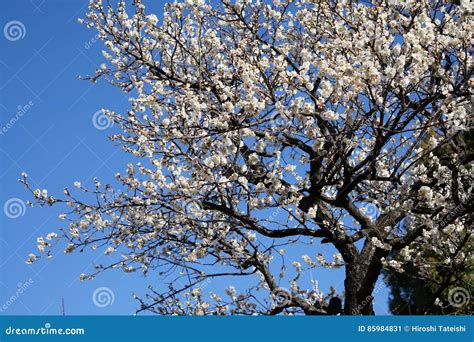 White Blossoms of Japanese Plum Tree Ume in Japanese in Early Spring Under Blue Sky Stock Image ...