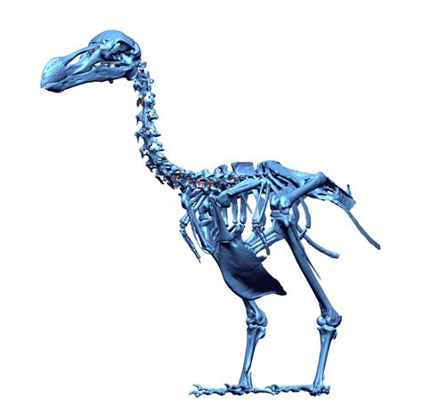 In Photos: The Famous Flightless Dodo Bird | Live Science