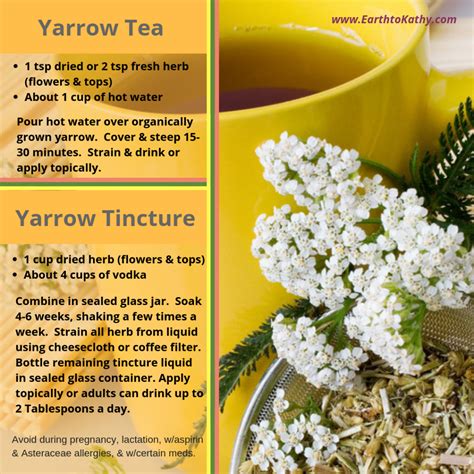 There are Many Benefits of Yarrow – Earth to Kathy