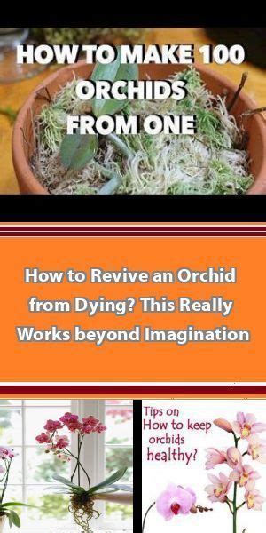 How To Make An Orchid Plant Rebloom Video Instructions There is only one correct way to water an ...
