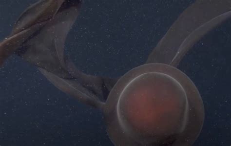 Scientists Capture Incredible Giant Ghost Jellyfish