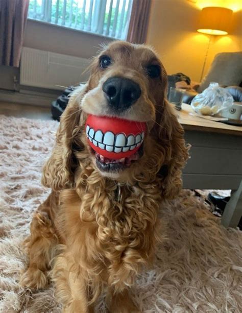 Comedy Pet Photo Awards: Hilarious photos of pets doing the funniest ...