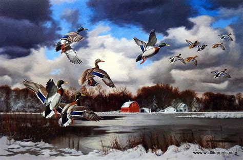 Artist David Maass Unframed Duck Art Print Season's End-Mallards | Duck art, Waterfowl art ...