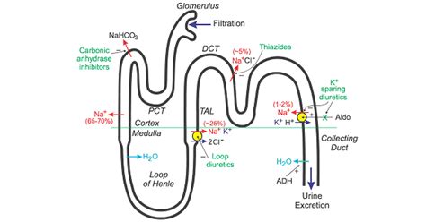 Loop Diuretics - www.medicoapps.org