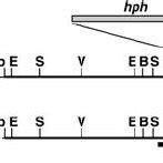 Physical Maps of Plasmid-Tagged Mutant and Wild-Type Loci. | Download Scientific Diagram