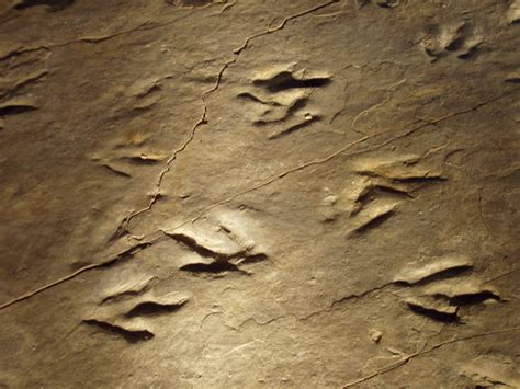 File:Dinosaur State Park (Rocky Hill, CT) - close-up.JPG - Wikimedia Commons