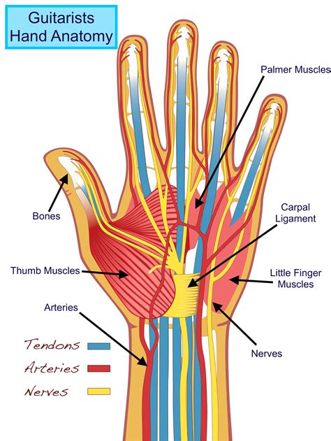 Hand Ligament Anatomy - Anatomical Charts & Posters