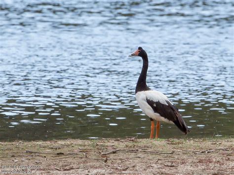 Magpie Goose - Anseranas semipalmata male adult, - pava279245