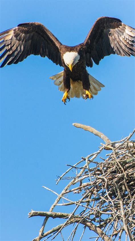 Bald eagle nesting | Weißkopfadler