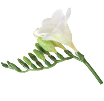 Bulk White Freesia Flower Fresh Cut at Wholesale Price